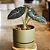 Muda Planta Alocasia Black Pote 12 Para Decoração Interna - Imagem 3