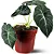 Muda Planta Alocasia Black Pote 12 Para Decoração Interna - Imagem 1