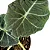 Muda Planta Alocasia Black Pote 12 Para Decoração Interna - Imagem 6