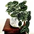 Muda Planta Jiboia Prateada Cuia 21 Para Decoração Interna - Imagem 6