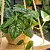 Muda Planta Jiboia Prateada Cuia 21 Para Decoração Interna - Imagem 3