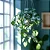 Muda Planta Jiboia Prateada Cuia 21 Para Decoração Interna - Imagem 8