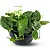 Muda Planta Jiboia Prateada Cuia 21 Para Decoração Interna - Imagem 1