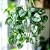Muda Planta Jiboia Prateada Cuia 21 Para Decoração Interna - Imagem 7