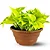 Muda Planta Jiboia Amarela Cuia 21 Para Decoração Interna - Imagem 1