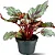 Muda Planta Begônia Rex Cor Sortida Para Decoração Interna - Imagem 1