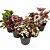 Muda Planta Begônia Rex Cor Sortida Para Decoração Interna - Imagem 3