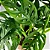 Muda Planta Monstera Adansonii Pote 17 Decoração Interna - Imagem 4