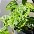 Muda Planta Monstera Adansonii Pote 17 Decoração Interna - Imagem 7