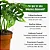 Muda Planta Monstera Adansonii Pote 17 Decoração Interna - Imagem 3