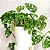 Muda Planta Monstera Adansonii Pote 17 Decoração Interna - Imagem 6