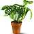 Muda Planta Monstera Adansonii Pote 17 Decoração Interna - Imagem 1