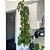 Muda Planta Monstera Adansonii Pote 17 Decoração Interna - Imagem 5