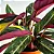Muda Planta Maranta Tricolor Pote 17 Para Decoração Interna - Imagem 3