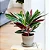Muda Planta Maranta Tricolor Pote 17 Para Decoração Interna - Imagem 5