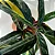 Muda Planta Maranta Tricolor Pote 17 Para Decoração Interna - Imagem 6