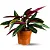 Muda Planta Maranta Tricolor Pote 17 Para Decoração Interna - Imagem 1