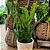 Kit 3 Plantas Para Área Interna Jiboia Costela Zamioculca - Imagem 5