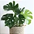 Kit 3 Plantas Para Área Interna Jiboia Costela Zamioculca - Imagem 7