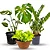 Kit 3 Plantas Para Área Interna Jiboia Costela Zamioculca - Imagem 1