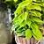 Kit 3 Plantas Para Área Interna Jiboia Costela Zamioculca - Imagem 6