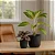Kit 2 Vasos Para Planta Cachepot Decorativo de Mesa - Imagem 5