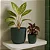 Kit 2 Vasos Para Planta Cachepot Decorativo de Mesa - Imagem 4