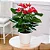 Muda Planta Antúrio Pote 17 Decoração Para Área Interna - Imagem 8
