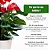 Muda Planta Antúrio Pote 17 Decoração Para Área Interna - Imagem 4