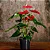 Muda Planta Antúrio Pote 17 Decoração Para Área Interna - Imagem 7