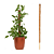Tutor de Plantas de Fibra De Coco Estaca Flexível - Imagem 3