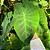 Muda Planta Colocasia Illustri Pote 20 Para Luz Indireta - Imagem 6