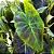 Muda Planta Colocasia Illustri Pote 20 Para Luz Indireta - Imagem 2