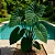 Muda Planta Colocasia Illustri Pote 20 Para Luz Indireta - Imagem 7
