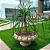 Muda Planta Pata de Elefante Pote 17 Decoração Área Externa - Imagem 5