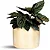 Vaso Para Planta Decorativo Redondo Mini Doha 14x19cm - Imagem 10