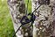 Tensor 9 Yotto X4 Com Corda - Imagem 6