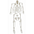 Modelo de Esqueleto Humano - Desarticulado - 4D ANATOMY - Imagem 1