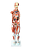 Modelo de Músculo Humano Masculino80 cm (27 peças) - 4D ANATOMY - Imagem 3
