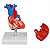Modelo Coração Humano em Tamanho Real 2 Partes com Base - 4D ANATOMY - Imagem 1