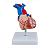 Modelo Coração Humano em Tamanho Real 2 Partes com Base - 4D ANATOMY - Imagem 2