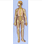 Modelo do Sistema Nervoso Humano-  4D ANATOMY - Imagem 1