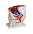 Modelo da Secção da Pelvis Humana - Masculino- 4D ANATOMY - Imagem 1
