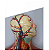 Modelo do Sistema Circulatório Humano - 4D ANATOMY - Imagem 4