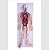 Modelo do Sistema Circulatório Humano - 4D ANATOMY - Imagem 1