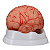 Modelo Dissecção do Cérebro Humano com Artérias (9 peças)- 4D ANATOMY - Imagem 1