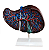 Modelo do Fígado Humano - 4D ANATOMY - Imagem 1