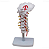 Modelo de Coluna Cervical Humana com Artérica Cervical - 4D ANATOMY - Imagem 1