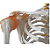 Esqueleto com Musculos e Ligamentos - 180cm - 4D ANATOMY - Imagem 2
