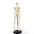 Esqueleto Humano 85 cm de Altura com Suporte- 4D ANATOMY - Imagem 4